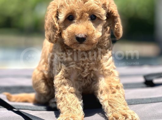 Bebek Surat Toy Poodle Yavrular görsel