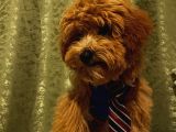 Yakışıklı Maltipoo Yavrumuz