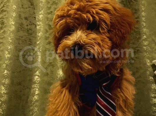 Yakışıklı Maltipoo Yavrumuz görsel