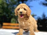 Sevi̇mli̇ Poodle Bebekleri̇mi̇z