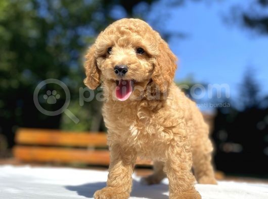Sevi̇mli̇ Poodle Bebekleri̇mi̇z görsel