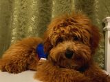 Yakışıklı Maltipoo Yavrumuz