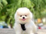 Safkan Teddy Pomeranian Boo Yavrular