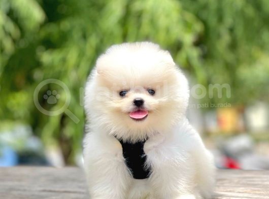 Safkan Teddy Pomeranian Boo Yavrular