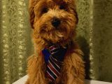Yakışıklı Maltipoo Yavrumuz