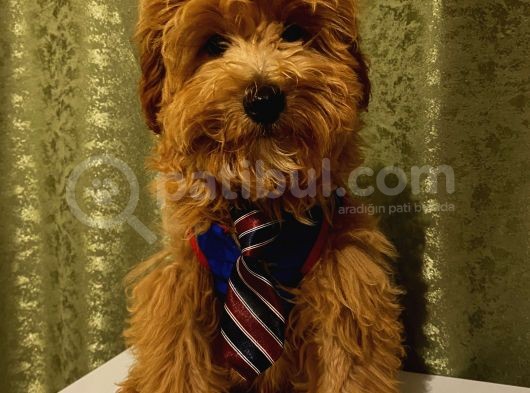 Yakışıklı Maltipoo Yavrumuz görsel