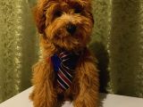Yakışıklı Maltipoo Yavrumuz