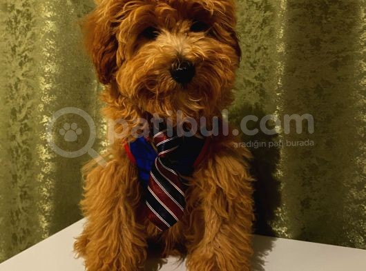 Yakışıklı Maltipoo Yavrumuz görsel