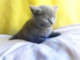 Safkan British Shorthair Oğlum