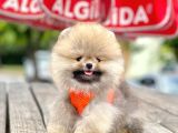Safkan Teddy Pomeranian Boo Yavrular