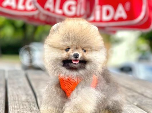 Safkan Teddy Pomeranian Boo Yavrular görsel