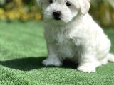 Show Kalite Maltese Terier Bebekler
