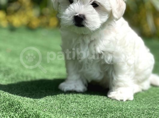 Show Kalite Maltese Terier Bebekler