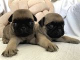 Pug Yavruları