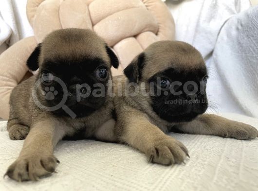 Pug Yavruları görsel