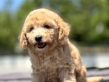 Bebek Surat Toy Poodle Yavrular