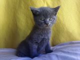 Safkan British Shorthair Oğlum