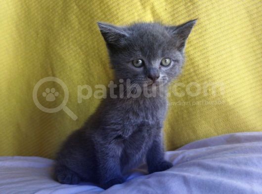 Safkan British Shorthair Oğlum