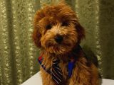 Yakışıklı Maltipoo Yavrumuz