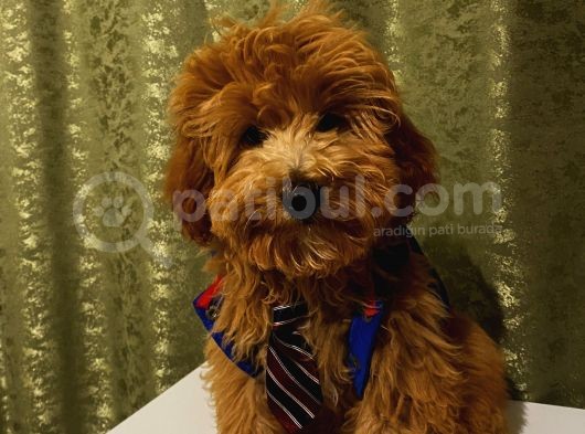 Yakışıklı Maltipoo Yavrumuz