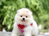 Safkan Teddy Pomeranian Boo Yavrular