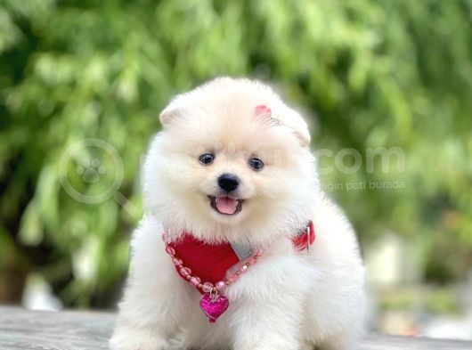Safkan Teddy Pomeranian Boo Yavrular görsel