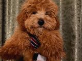 Yakışıklı Maltipoo Yavrumuz