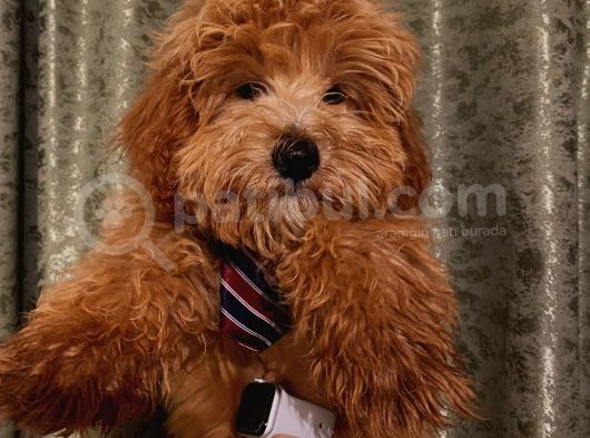 Yakışıklı Maltipoo Yavrumuz görsel