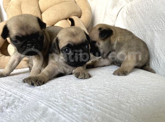 Pug Yavruları görsel