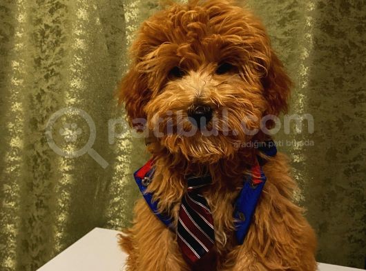 Yakışıklı Maltipoo Yavrumuz görsel