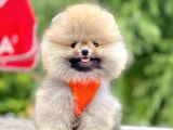 Safkan Teddy Pomeranian Boo Yavrular