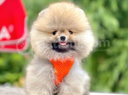Safkan Teddy Pomeranian Boo Yavrular görsel