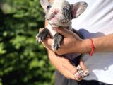 Blue Merle Özel Renk French Bulldog