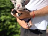 Blue Merle Özel Renk French Bulldog