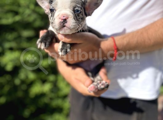 Blue Merle Özel Renk French Bulldog görsel