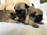 Pug Yavruları