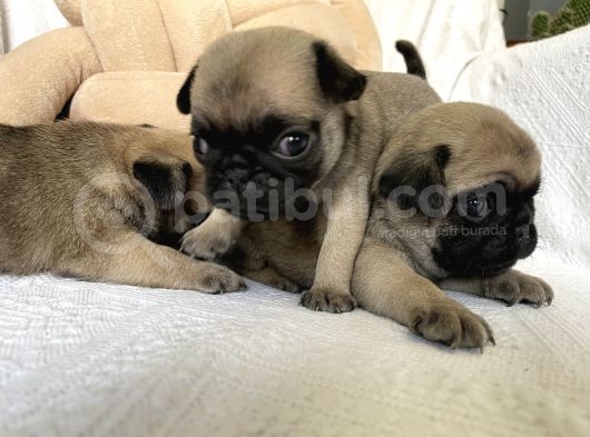 Pug Yavruları görsel
