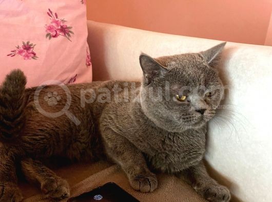 Duman Yeni Evini Ariyor görsel