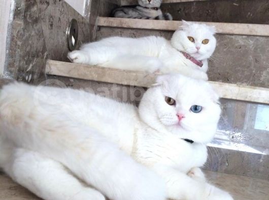 Aileden Sağlıklı Eğitimli Bebişler görsel