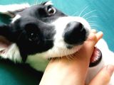 Labrador Dogo Arjantin Kırması