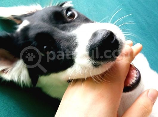 Labrador Dogo Arjantin Kırması görsel