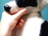 Labrador Dogo Arjantin Kırması