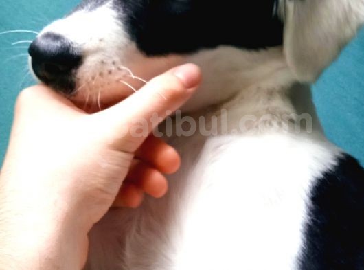 Labrador Dogo Arjantin Kırması görsel