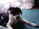 Labrador Dogo Arjantin Kırması