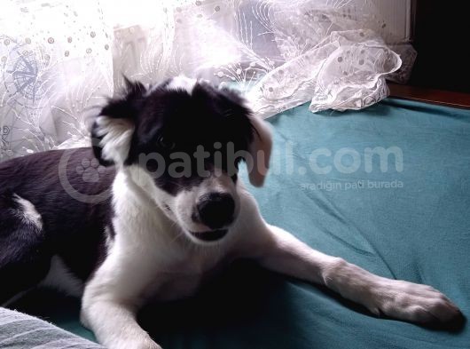 Labrador Dogo Arjantin Kırması görsel