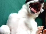 Labrador Dogo Arjantin Kırması