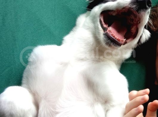 Labrador Dogo Arjantin Kırması görsel
