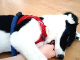 Labrador Dogo Arjantin Kırması