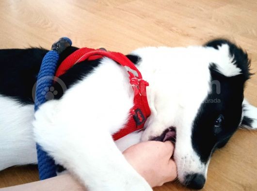 Labrador Dogo Arjantin Kırması görsel