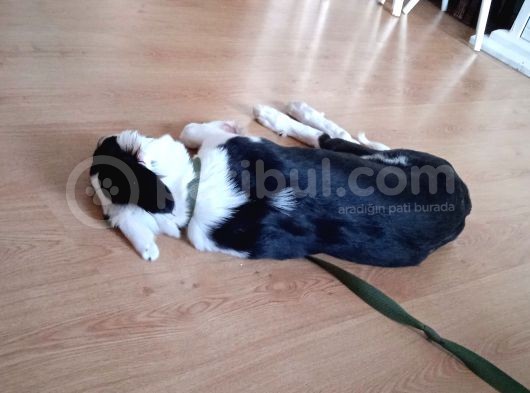 Labrador Dogo Arjantin Kırması görsel
